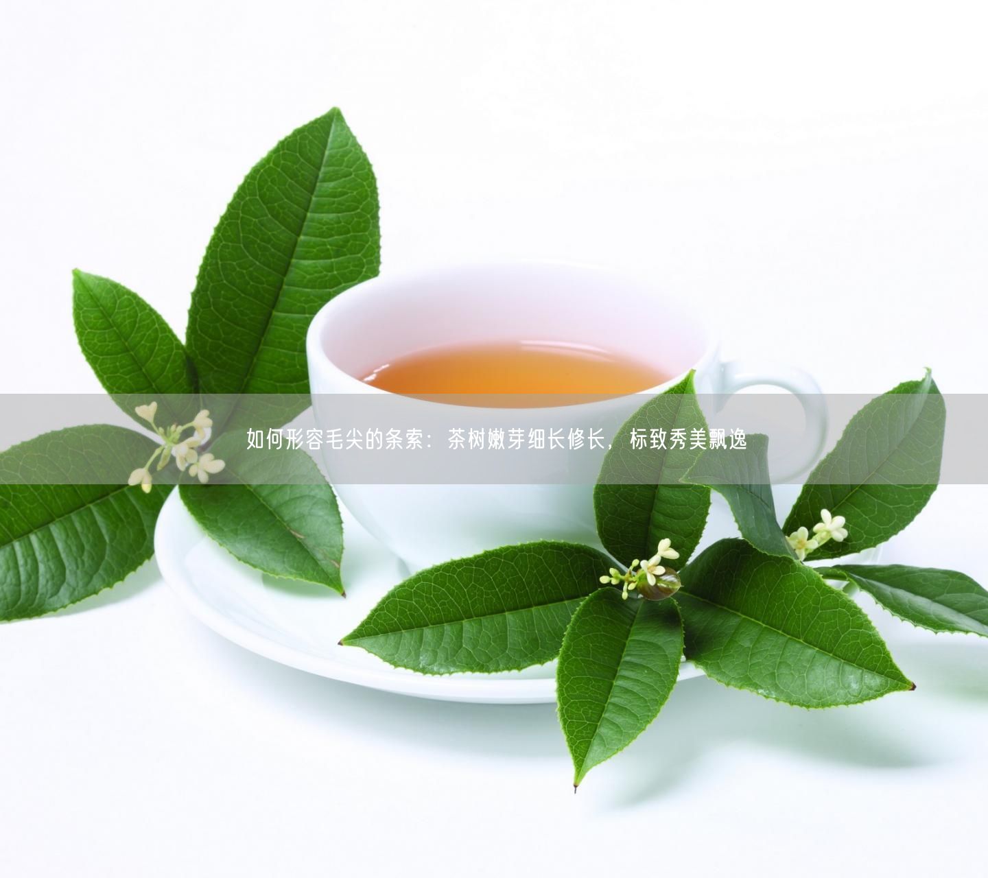 如何形容毛尖的条索：茶树嫩芽细长修长，标致秀美飘逸