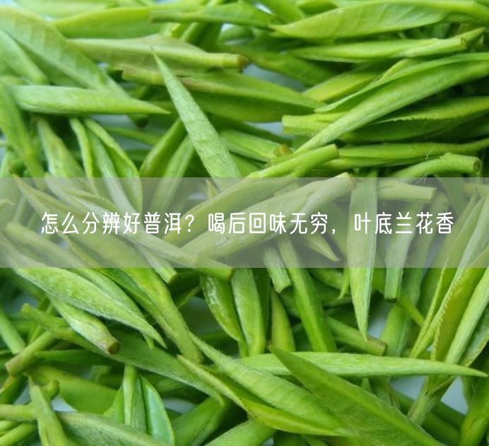 怎么分辨好普洱？喝后回味无穷，叶底兰花香