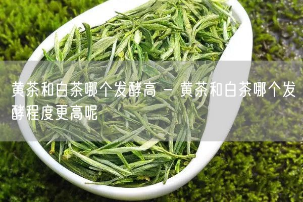 黄茶和白茶哪个发酵高 - 黄茶和白茶哪个发酵程度更高呢