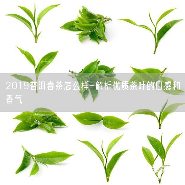 2019普洱春茶怎么样-解析优质茶叶的口感和香气