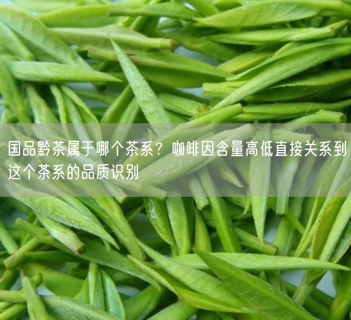 国品黔茶属于哪个茶系？咖啡因含量高低直接关系到这个茶系的品质识别