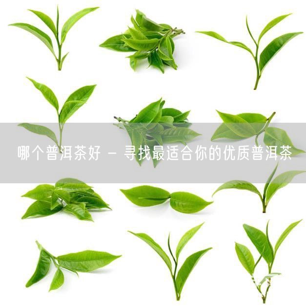 哪个普洱茶好 - 寻找最适合你的优质普洱茶