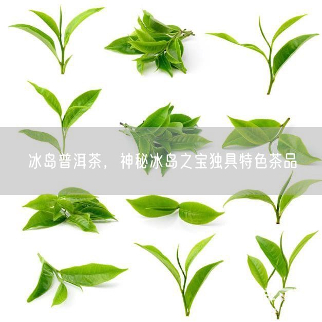 冰岛普洱茶，神秘冰岛之宝独具特色茶品