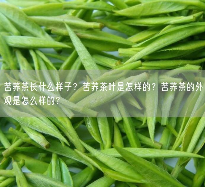 苦荞茶长什么样子？苦荞茶叶是怎样的？苦荞茶的外观是怎么样的？