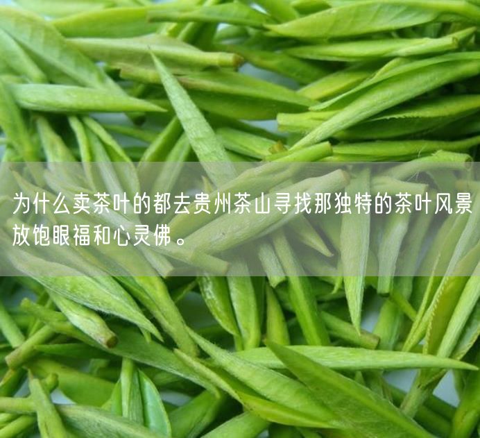 为什么卖茶叶的都去贵州茶山寻找那独特的茶叶风景放饱眼福和心灵佛。