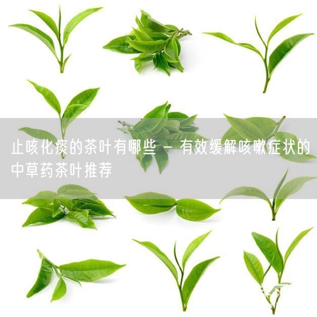 止咳化痰的茶叶有哪些 - 有效缓解咳嗽症状的中草药茶叶推荐