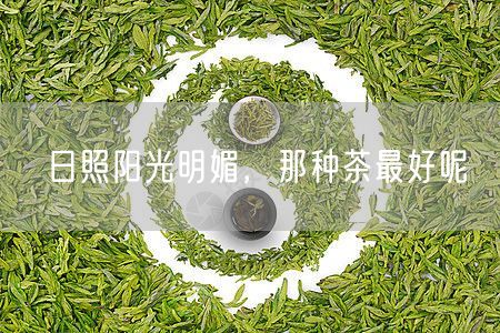 日照阳光明媚，那种茶最好呢