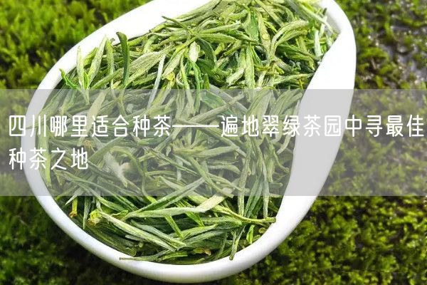 四川哪里适合种茶——遍地翠绿茶园中寻最佳种茶之地