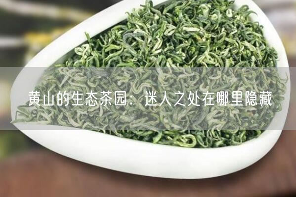 黄山的生态茶园：迷人之处在哪里隐藏