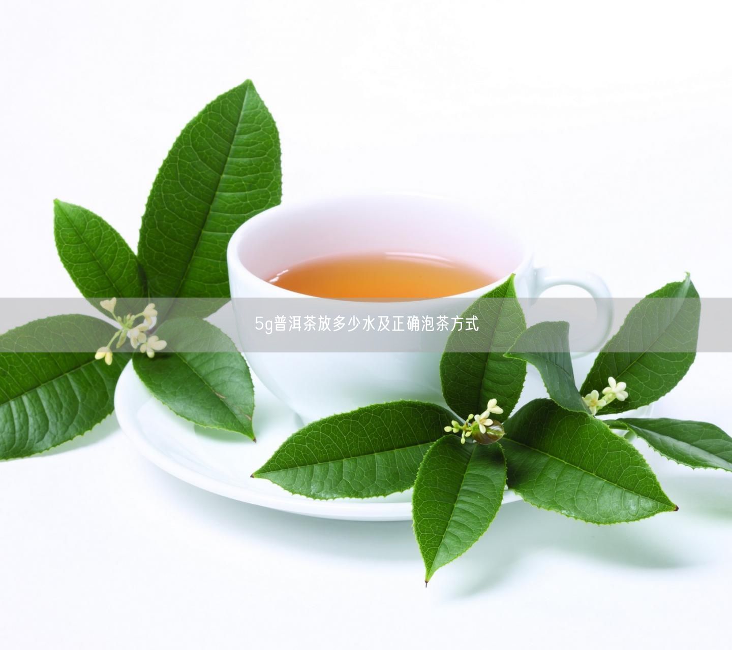 5g普洱茶放多少水及正确泡茶方式