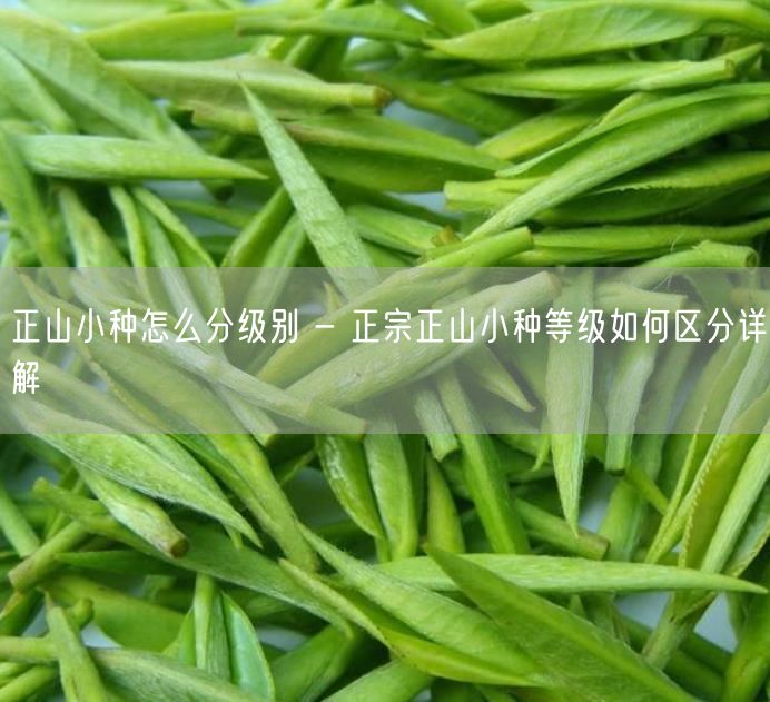 正山小种怎么分级别 - 正宗正山小种等级如何区分详解