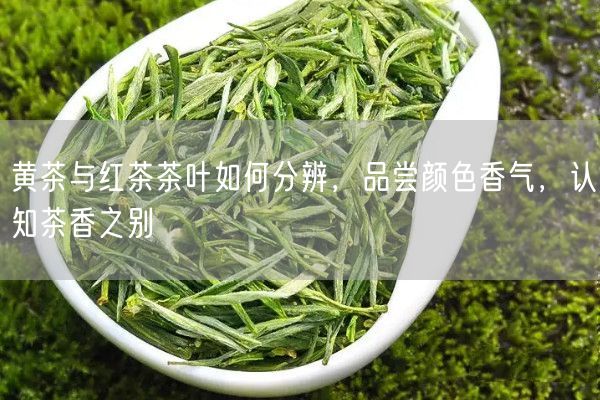 黄茶与红茶茶叶如何分辨，品尝颜色香气，认知茶香之别