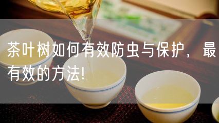 茶叶树如何有效防虫与保护，最有效的方法!