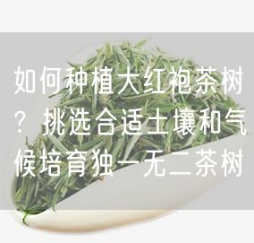 如何种植大红袍茶树？挑选合适土壤和气候培育独一无二茶树