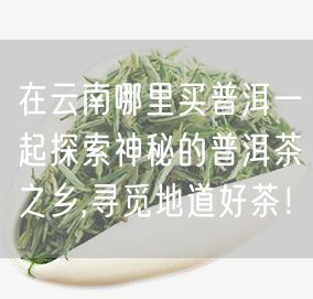 在云南哪里买普洱一起探索神秘的普洱茶之乡,寻觅地道好茶！