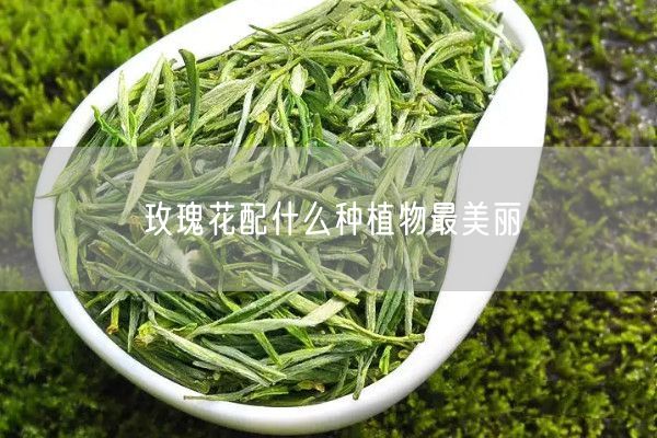 玫瑰花配什么种植物最美丽