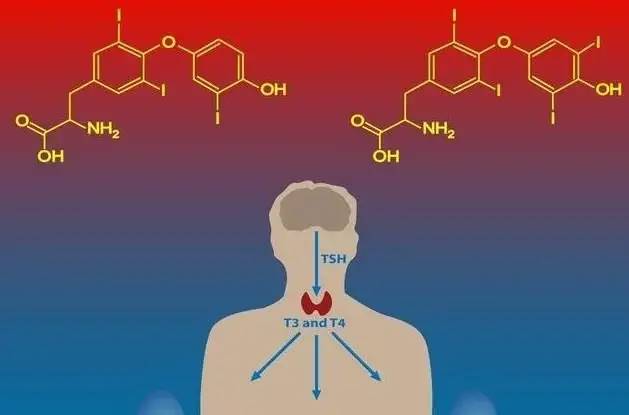 甲状腺功能减退饮食-饮食减退甲状腺功能怎么办