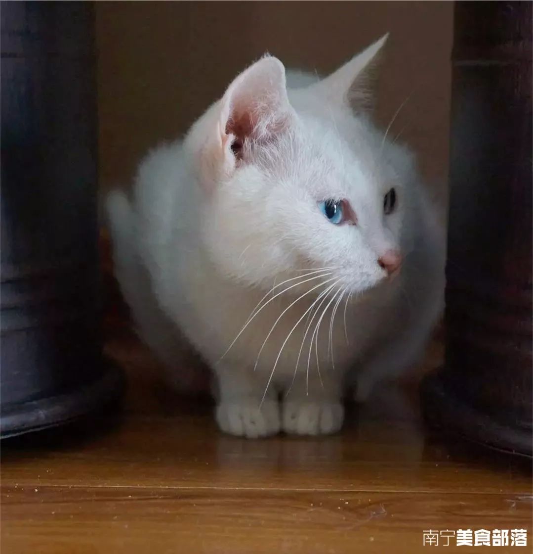 猫小萱猫咪生活馆_猫小院猫主题餐厅介绍_猫咪小铺