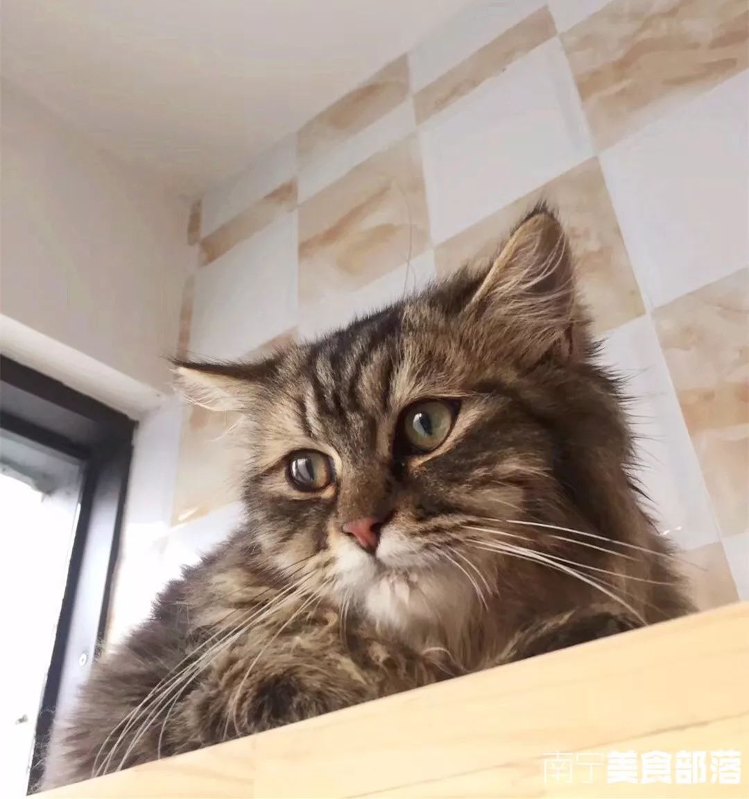 猫小萱猫咪生活馆_猫咪小铺_猫小院猫主题餐厅介绍