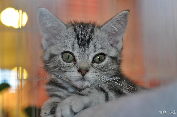 猫咪小屋官网_猫小院猫主题餐厅介绍_猫小萱猫咪生活馆