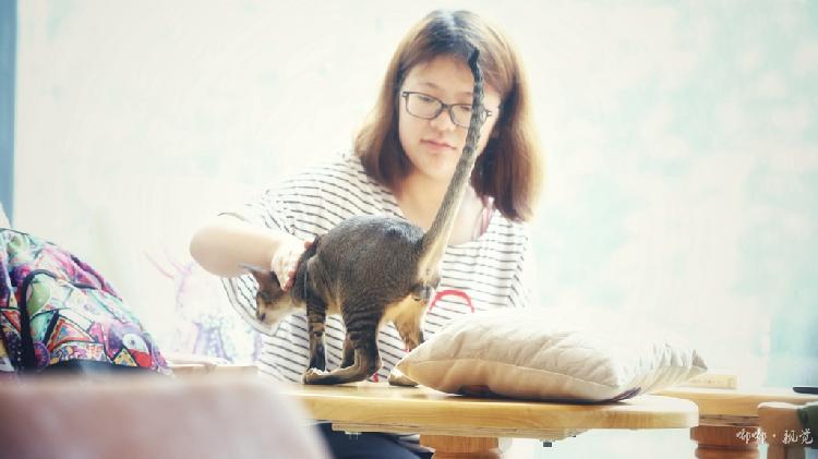 猫小院猫主题餐厅介绍_猫咪小屋官网_猫小萱猫咪生活馆