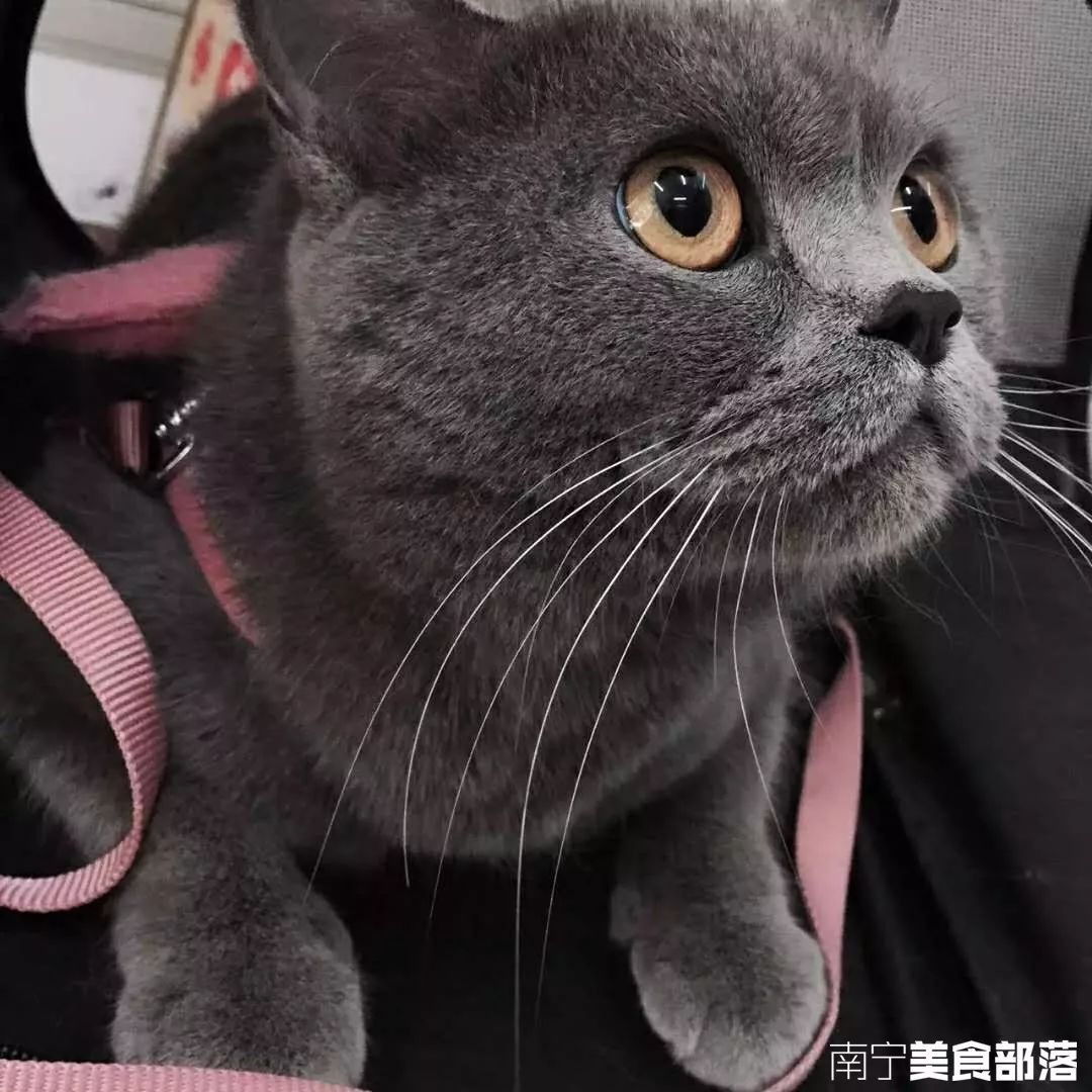 猫咪小铺_猫小萱猫咪生活馆_猫小院猫主题餐厅介绍