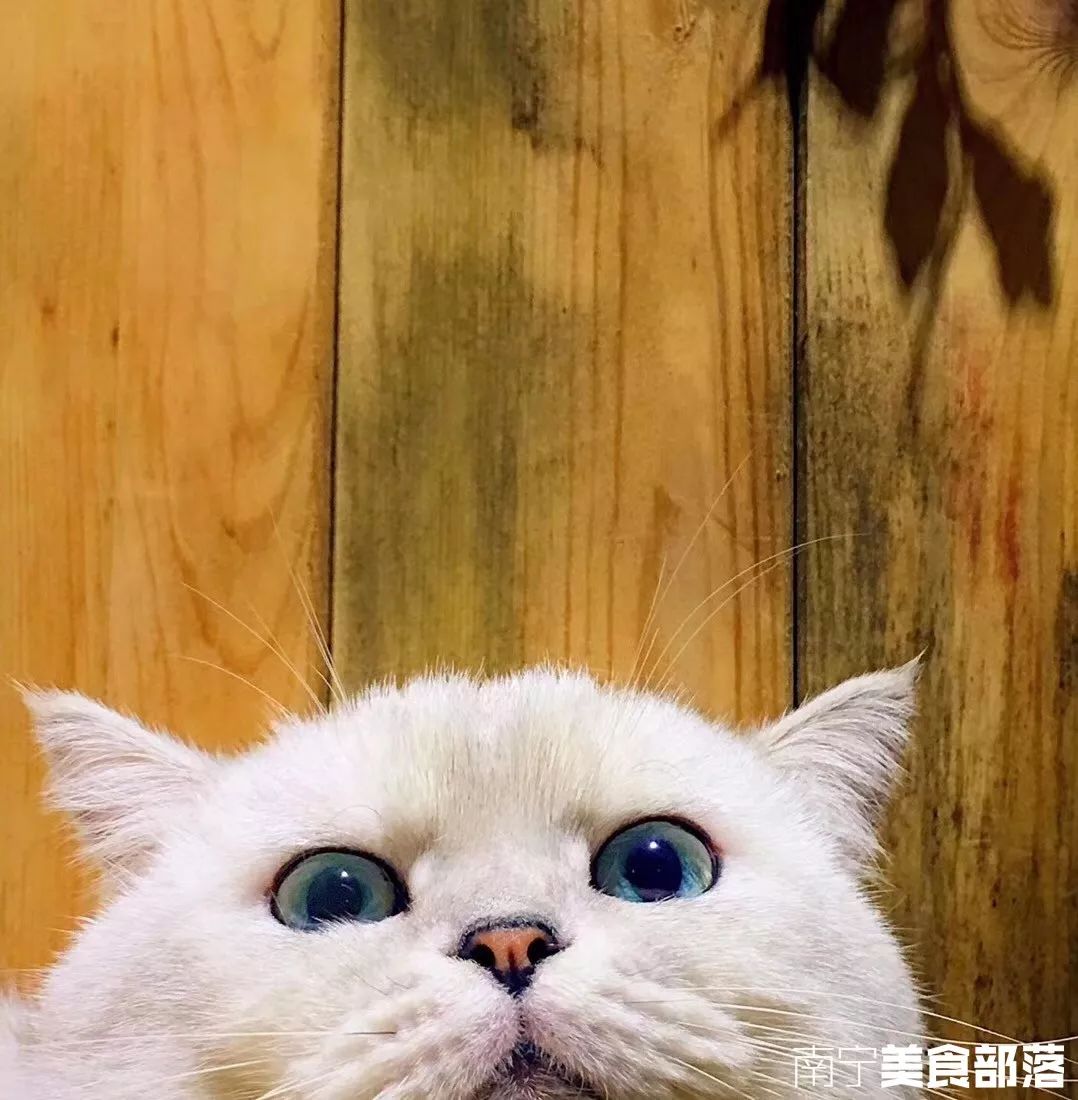 猫小萱猫咪生活馆_猫咪小铺_猫小院猫主题餐厅介绍