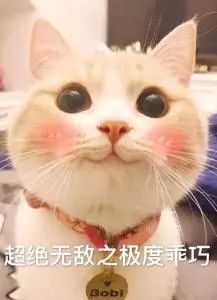 猫小萱猫咪生活馆_猫咪小铺_猫小院猫主题餐厅介绍