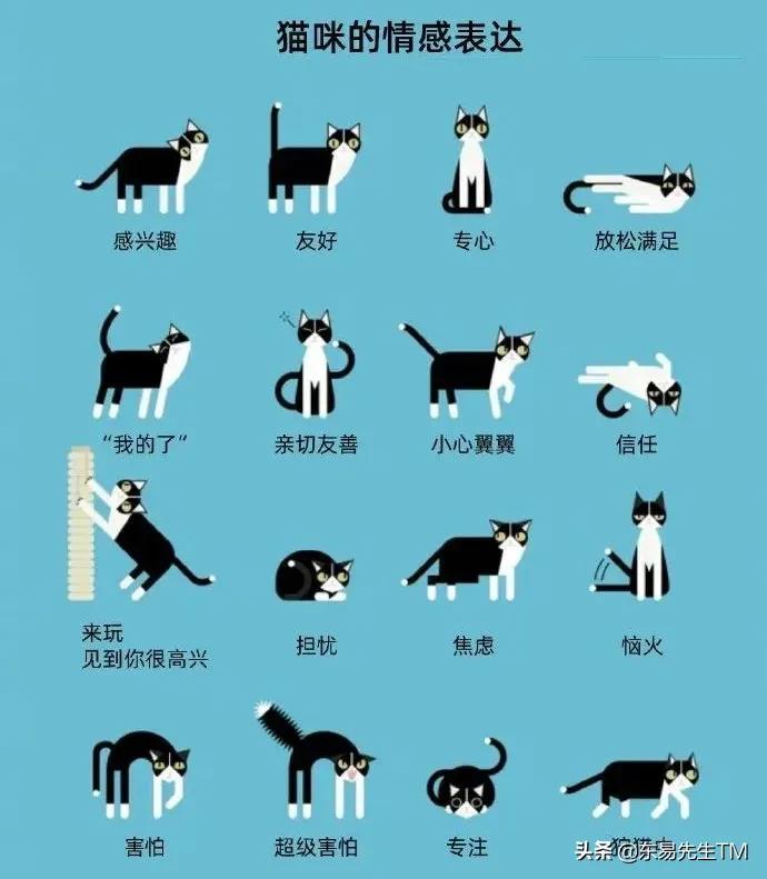 猫的情感表达-猫表达了什么思想感情