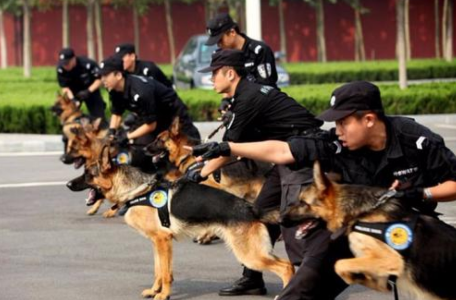 高加索犬饮食犬毛-高加索犬吃什么