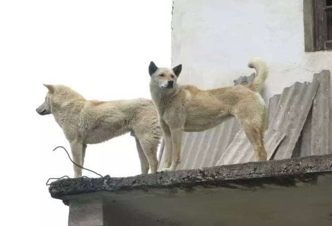 高加索犬吃什么_高加索犬食谱_高加索犬饮食犬毛