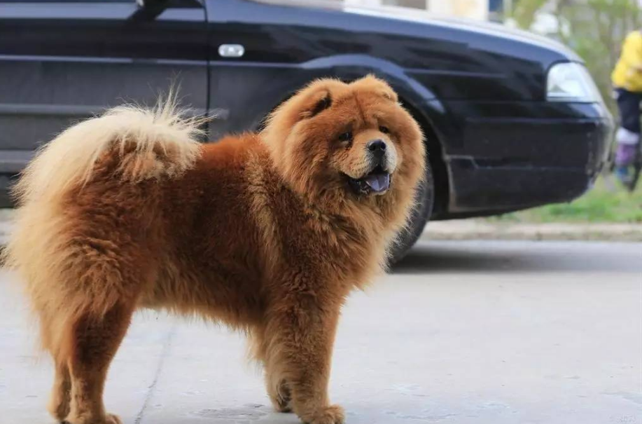 高加索犬食谱_高加索犬吃什么_高加索犬饮食犬毛