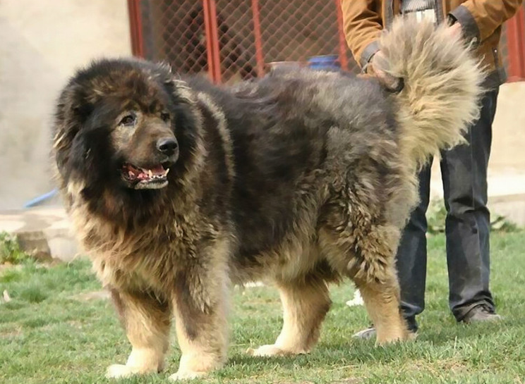 高加索犬食谱_高加索犬吃什么_高加索犬饮食犬毛