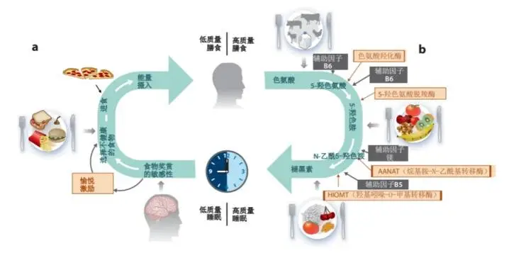 睡眠和饮食_睡眠和饮食_睡眠和饮食