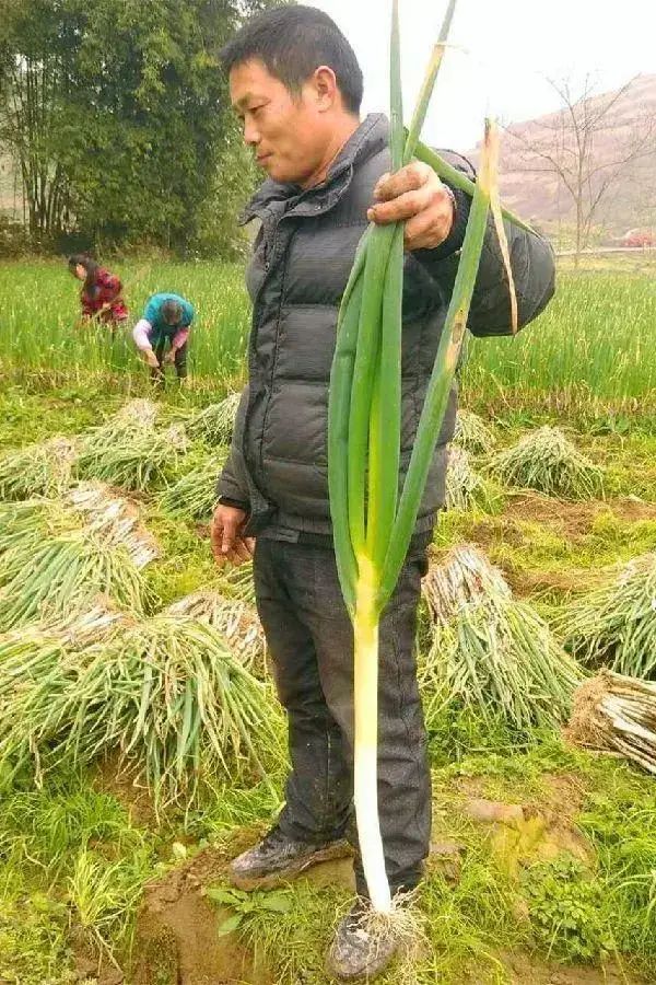 中国南北方饮食差异_中国的南北方饮食也各具特色_南方北方饮食文化差异