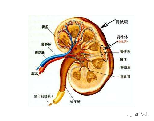 肾盂肾炎吃饭注意些什么_肾盂肾炎在饮食上注意什么_肾盂肾炎饮食