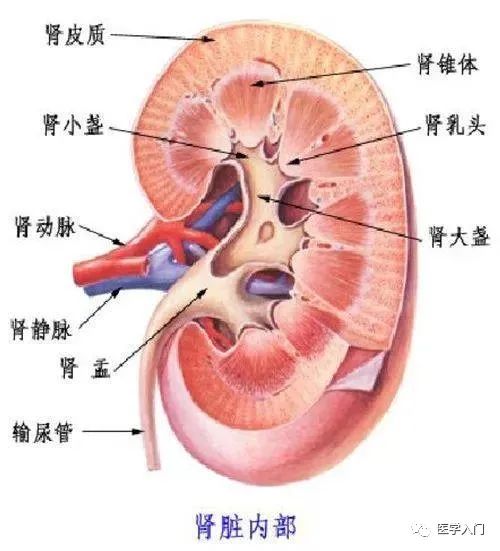 肾盂肾炎饮食_肾盂肾炎吃饭注意些什么_肾盂肾炎在饮食上注意什么