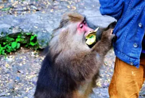 峨眉山猴子咬死人_峨眉山猴子伤人怎么办_峨眉山猴子伤人 教育