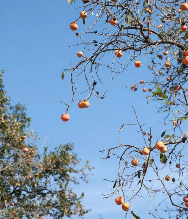 万圣节儿童服装南瓜头妆容_万圣节南瓜妆怎么画_万圣节南瓜化妆