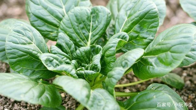 甲状腺结节的饮食调理_调理甲状腺结节的食物_调理饮食甲状腺结节会变大吗