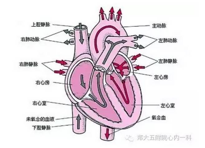 冠心病饮食注意什么-饮食冠心病注意什么