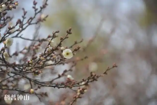 淡妆宫粉梅花-梅花宫粉梅