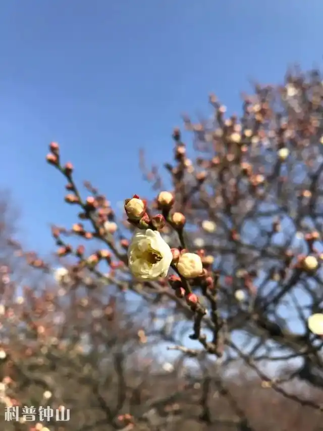 梅花妆韵_梅花宫粉梅_淡妆宫粉梅花