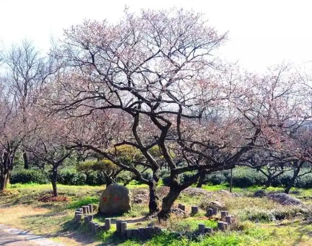 梅花宫粉梅_淡妆宫粉梅花_梅花妆韵