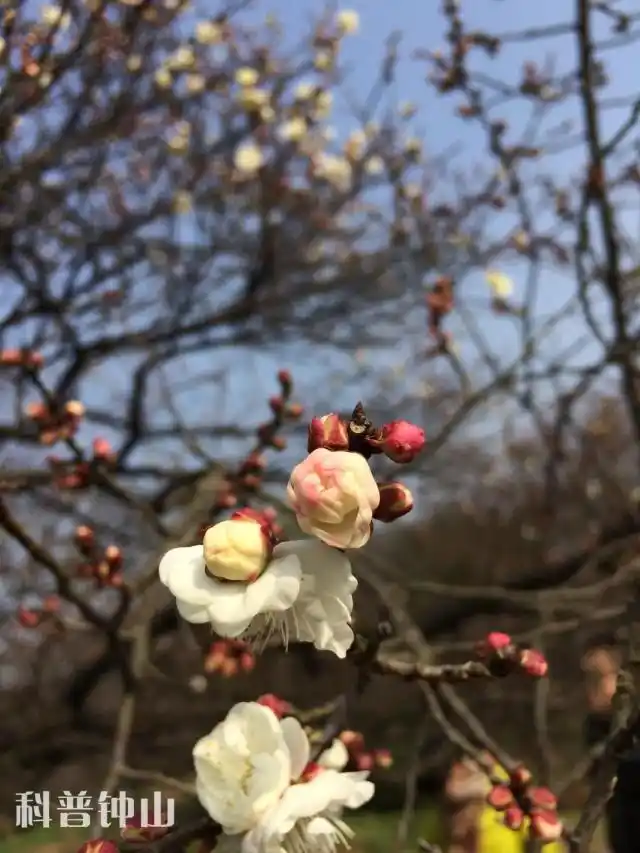 梅花妆韵_梅花宫粉梅_淡妆宫粉梅花