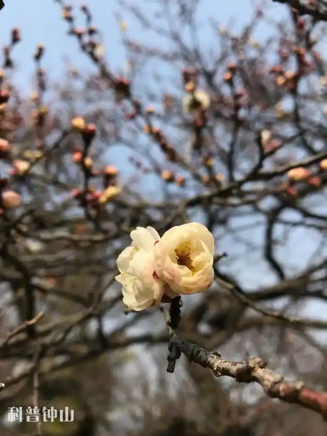 梅花宫粉梅_淡妆宫粉梅花_梅花妆韵