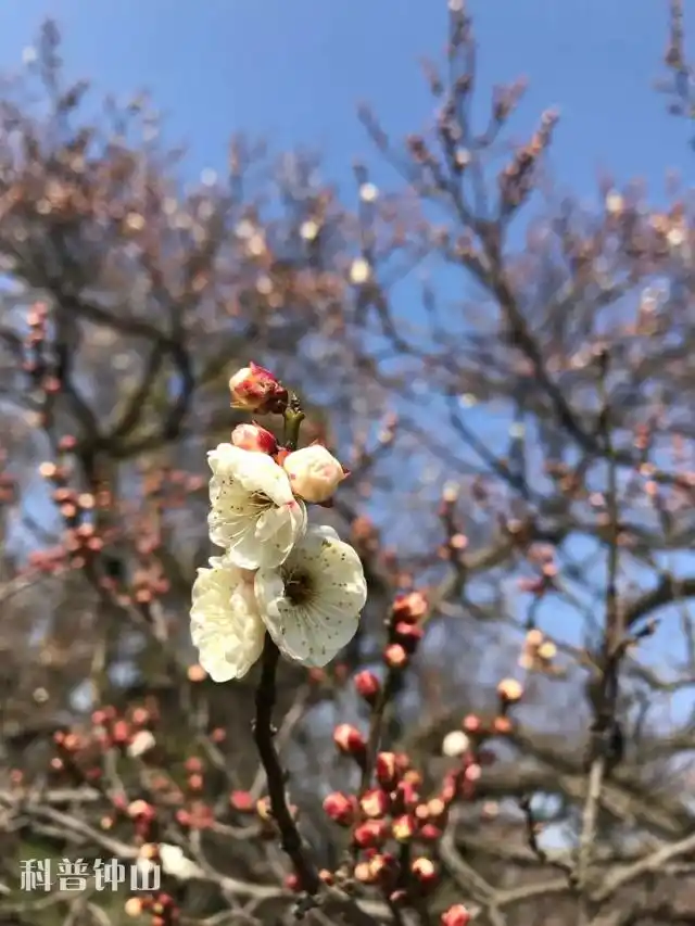 淡妆宫粉梅花_梅花宫粉梅_梅花妆韵