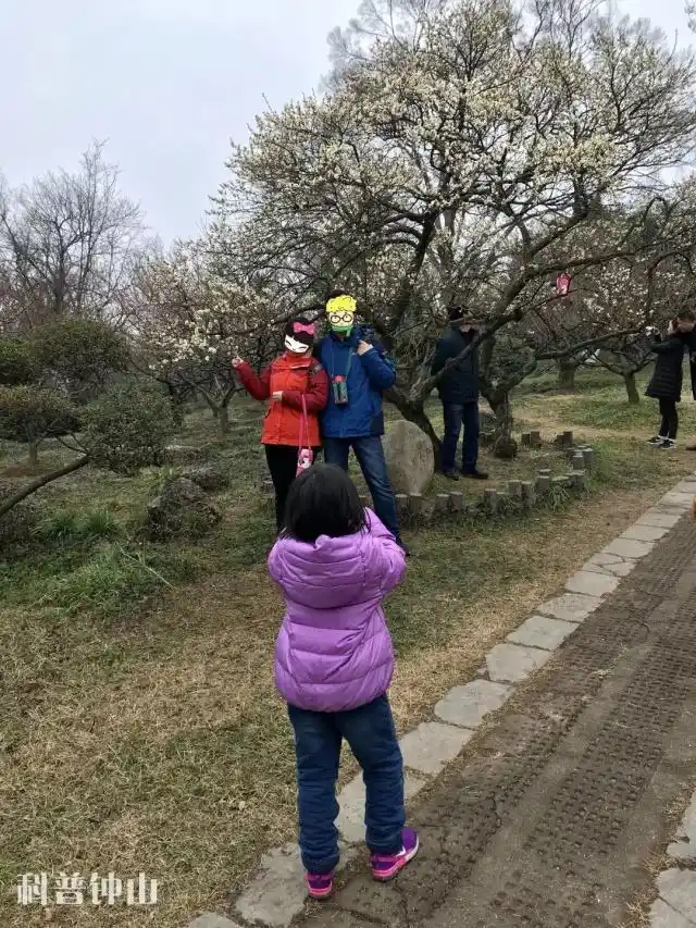 淡妆宫粉梅花_梅花妆韵_梅花宫粉梅