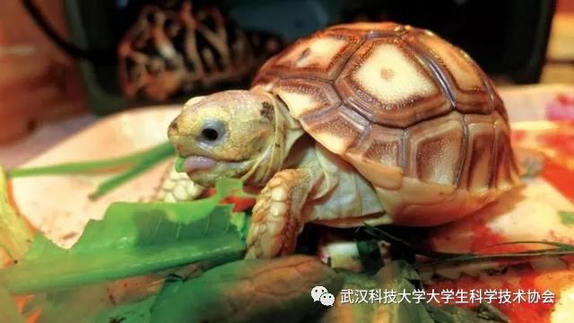 陆龟饮食油麦菜_陆龟蔬菜_饮食菜陆龟油麦菜好吗