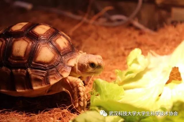 陆龟蔬菜_陆龟饮食油麦菜_饮食菜陆龟油麦菜好吗